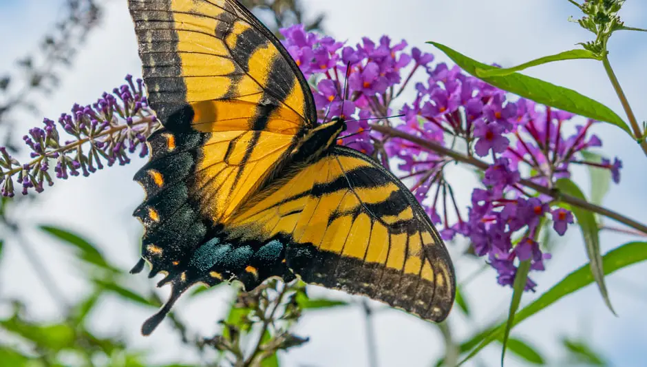 when to prune butterfly bush in zone 7