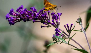 how to prune butterfly bush