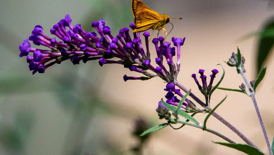 how to prune butterfly bush