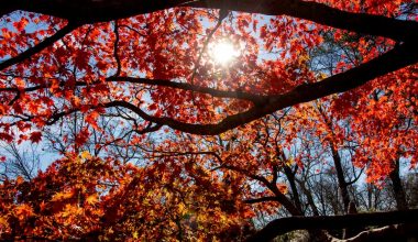 when to tap maple trees