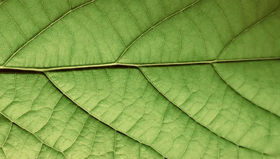 do avocado trees lose their leaves in winter