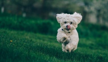 how to get your dog to stop eating grass