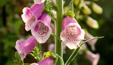 how to prune a foxglove plant