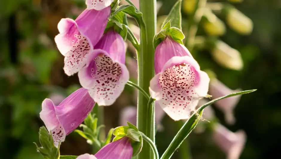 how to prune a foxglove plant