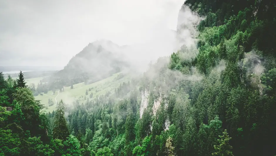 a green plants role in a food chain