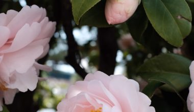 when to prune camellias in georgia