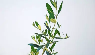 can you grow olive trees in washington state