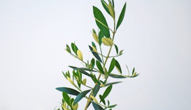 can you grow olive trees in washington state