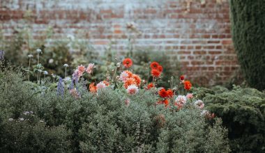 how to plant shrubs in yard