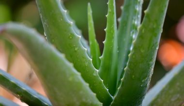 what are the easiest succulents to grow