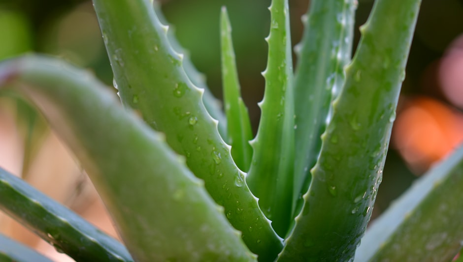 what are the easiest succulents to grow