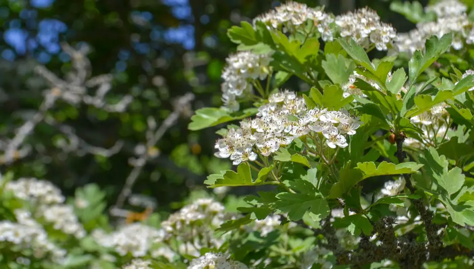 is sweet alyssum a perennial