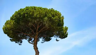 how to grow bonsai peepal tree