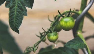 how to protect a raised garden bed from animals