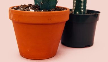 how to bloom cactus flower