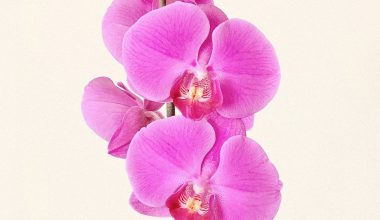 when to repot orchids