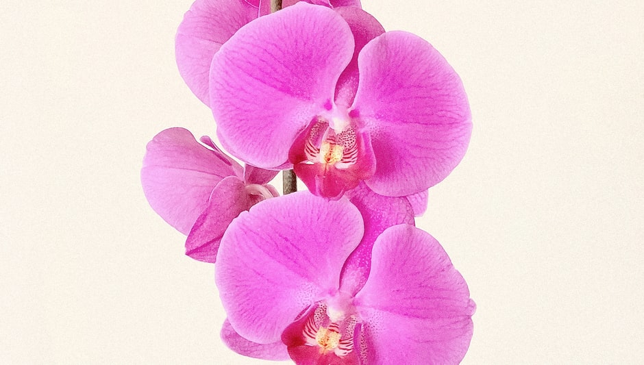 when to repot orchids