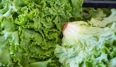 how to grow iceberg lettuce hydroponics