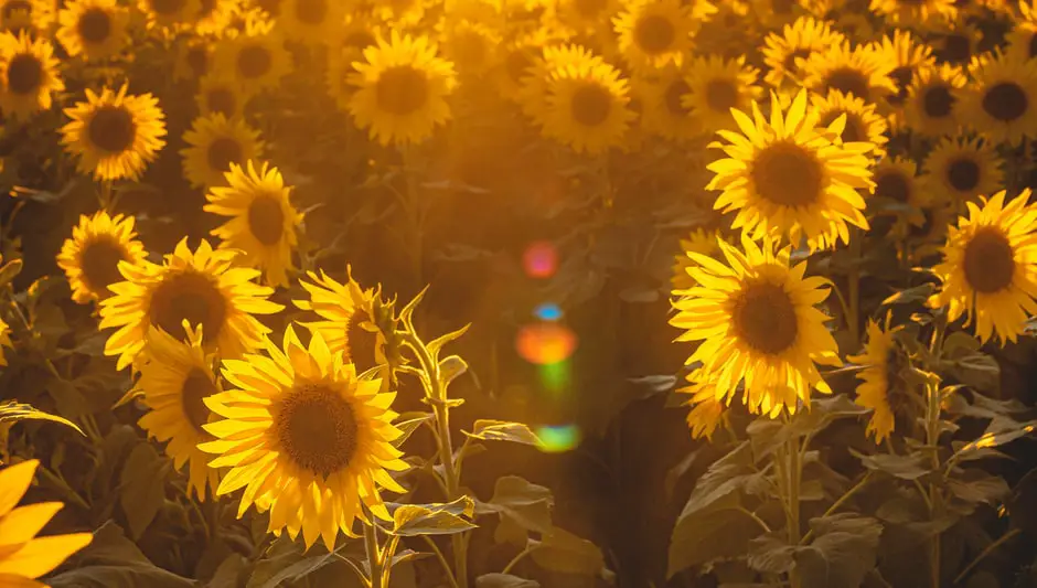 how to start a sunflower garden