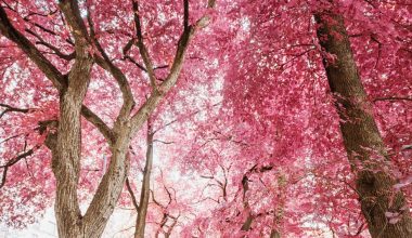 how fast does yoshino cherry tree grow