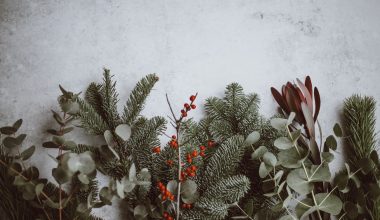 how to get a christmas cactus plant to bloom