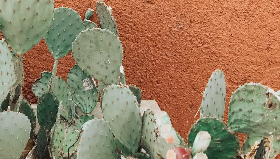 how to plant christmas cactus clippings