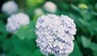 how to prune hydrangea flowers