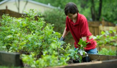 what are sunflower seeds good for