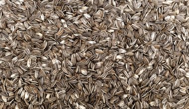are raw sunflower seeds better than roasted