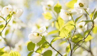 how to trim a dogwood tree