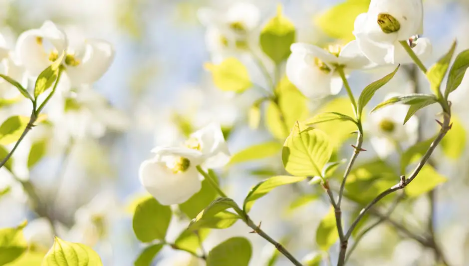 how to trim a dogwood tree