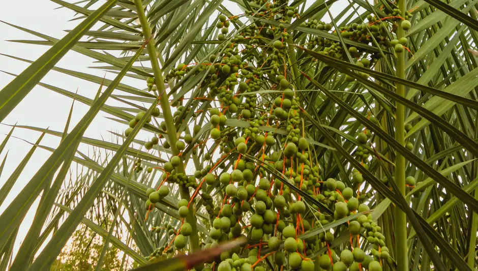 do dates grow on trees