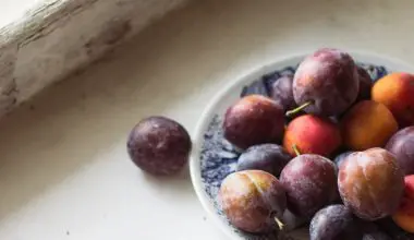 when to harvest plums
