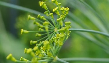 how to prune dill aerogarden