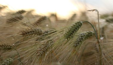 is barley grass gluten free