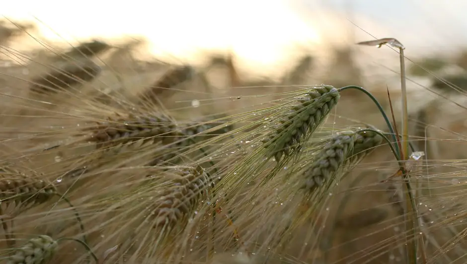 is barley grass gluten free