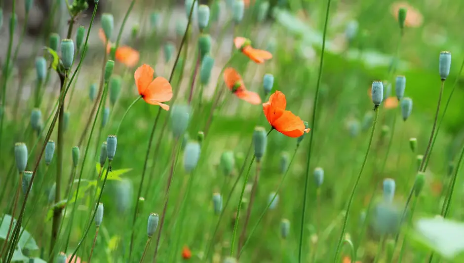 how to seed grass