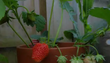 how to grow strawberries in a raised bed