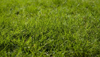 how to grow new grass