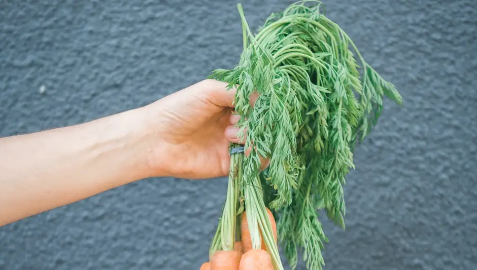 what size pot for growing carrots