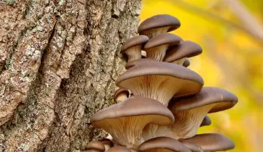 how to stop mushrooms from growing in mulch