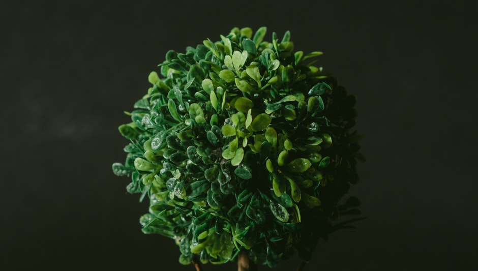 how to arrange succulent plants