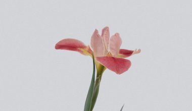 how to stop cut gladiolus drooping