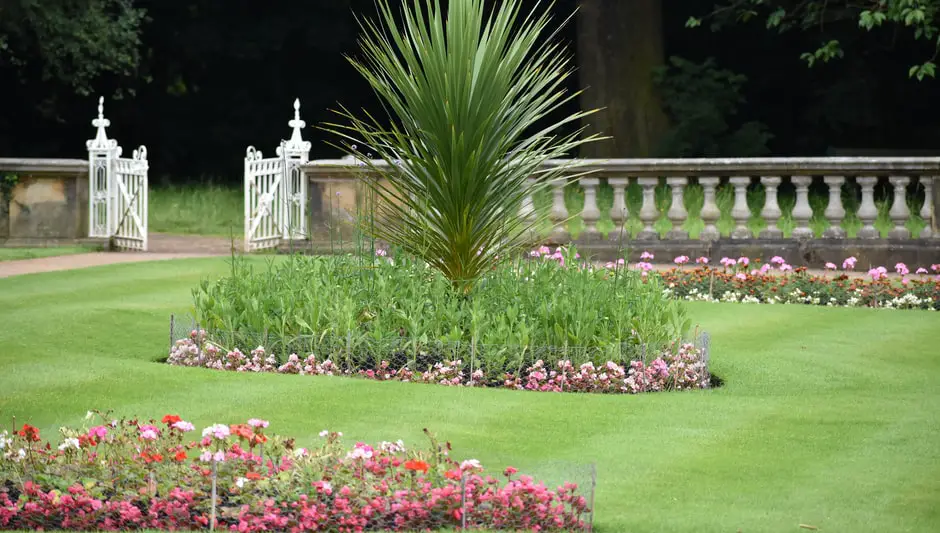 how tall do leyland cypress trees grow