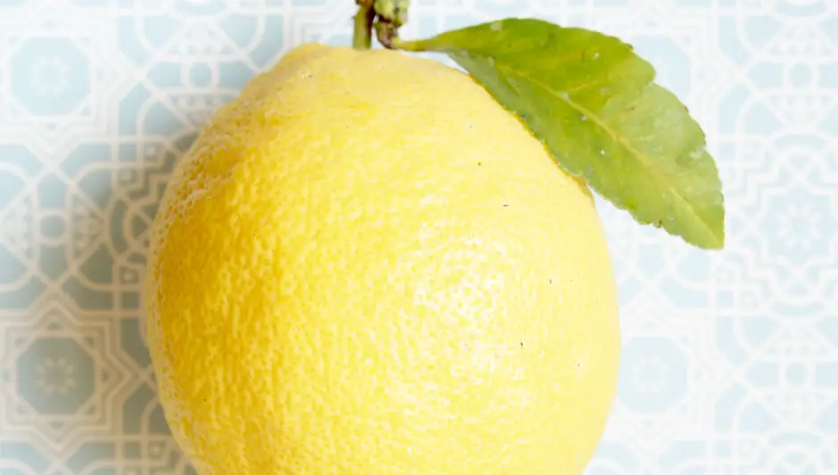 can you grow a lemon tree in a pot