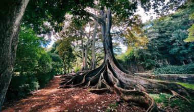 do palm tree roots grow straight down