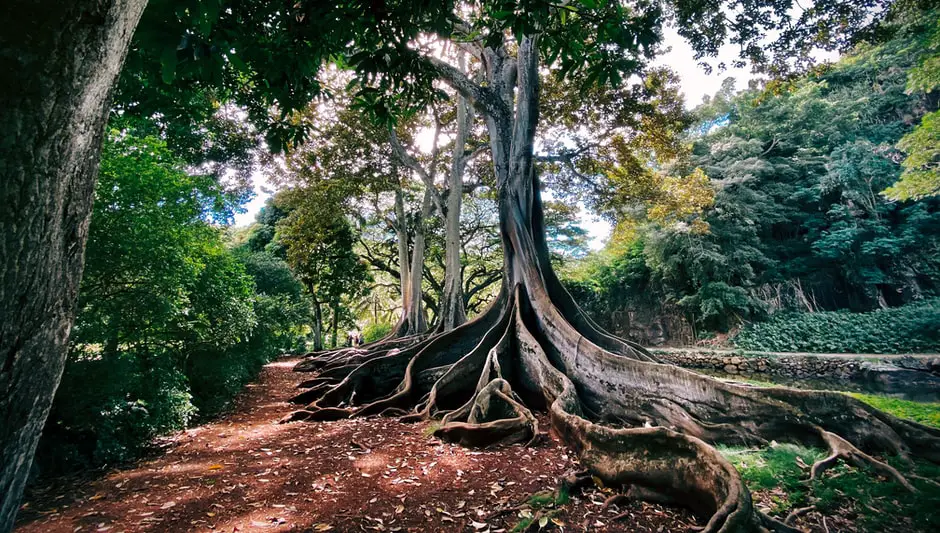 do palm tree roots grow straight down