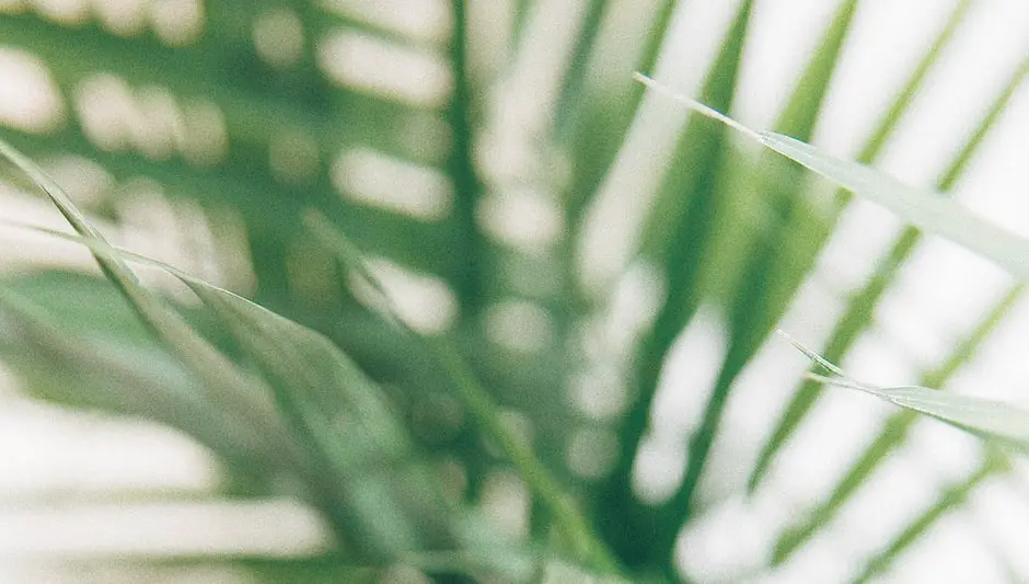 how to collect bottlebrush seeds