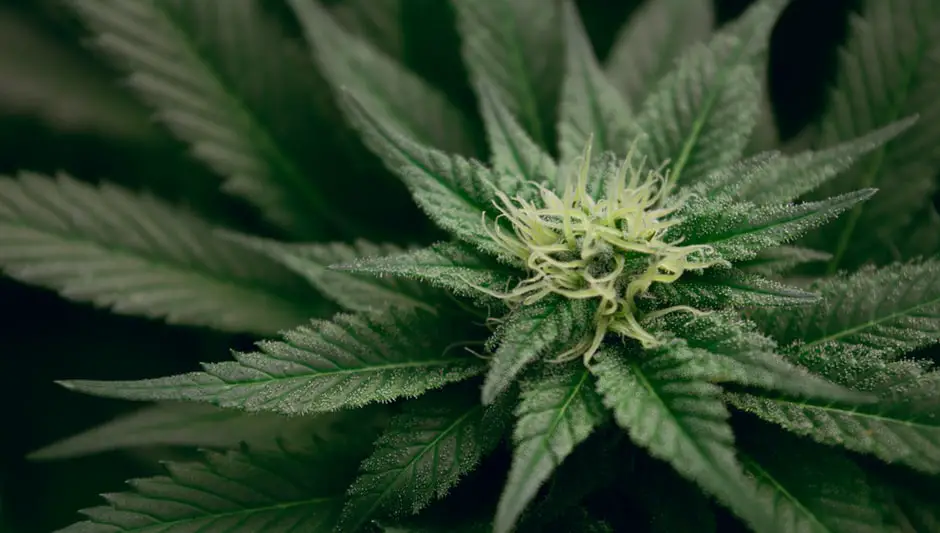 who makes weed eater lawn mowers