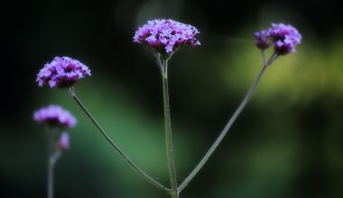 can you grow lemon verbena indoors